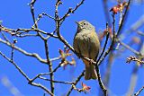 Colima Warbler